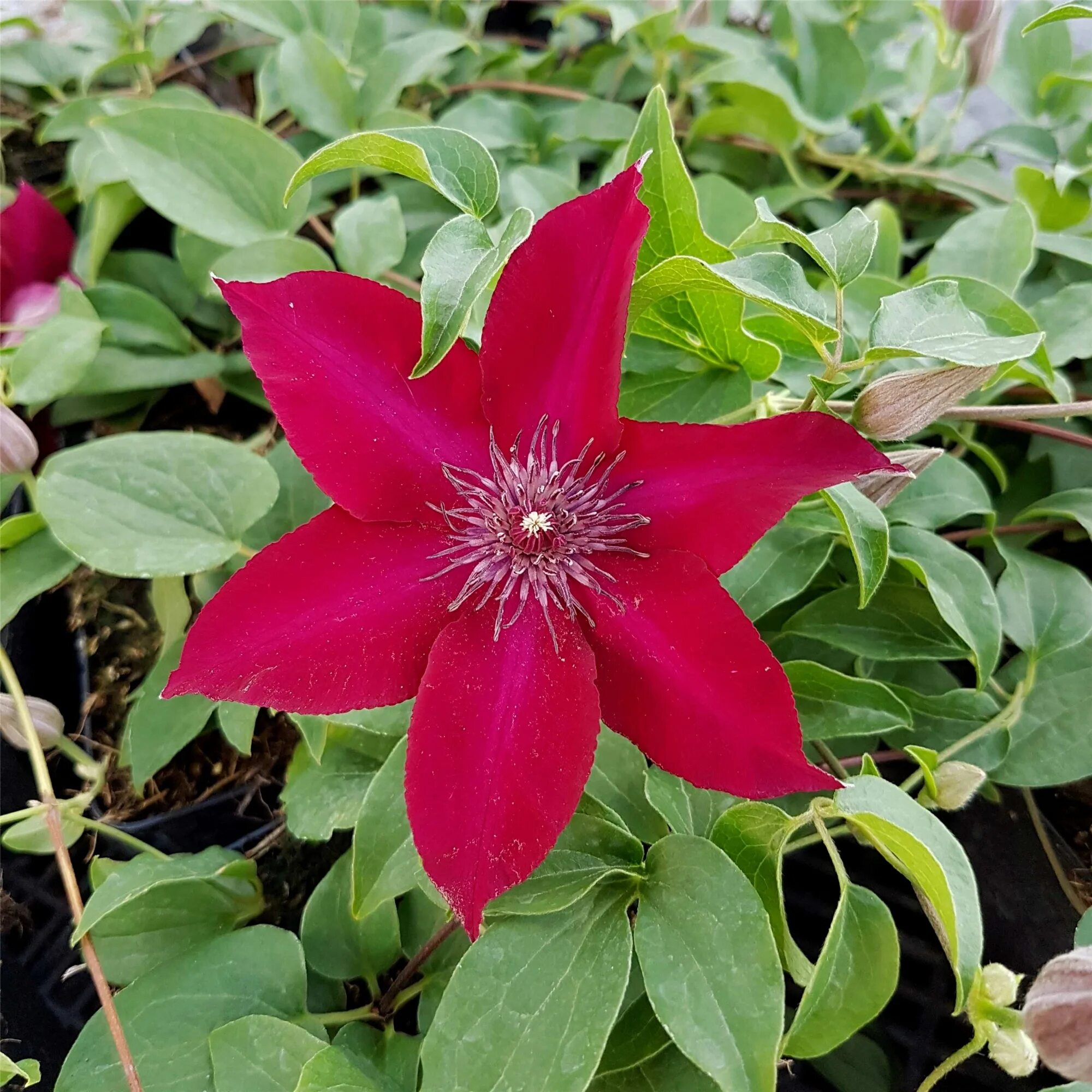Клематис нубия фото и описание сорта Waldrebe (Clematis) Nubia ™ Boulevard ® Dunkelrot Riesige Blüten 15cm Züchter St