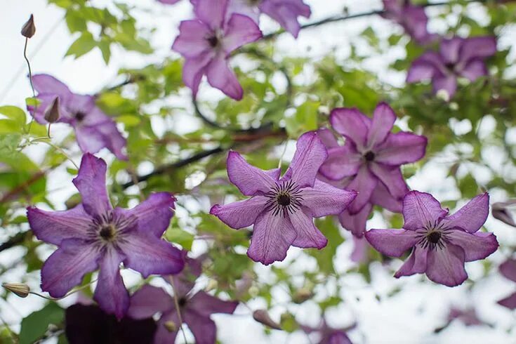 Клематис оберег фото new clematis