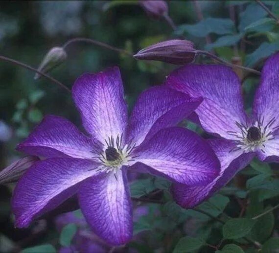 Клематис оберег фото CLEMATIS 'V. VENOSA VIOLACEA'. Plant. Perennial. Clematis plants, Clematis, Plan