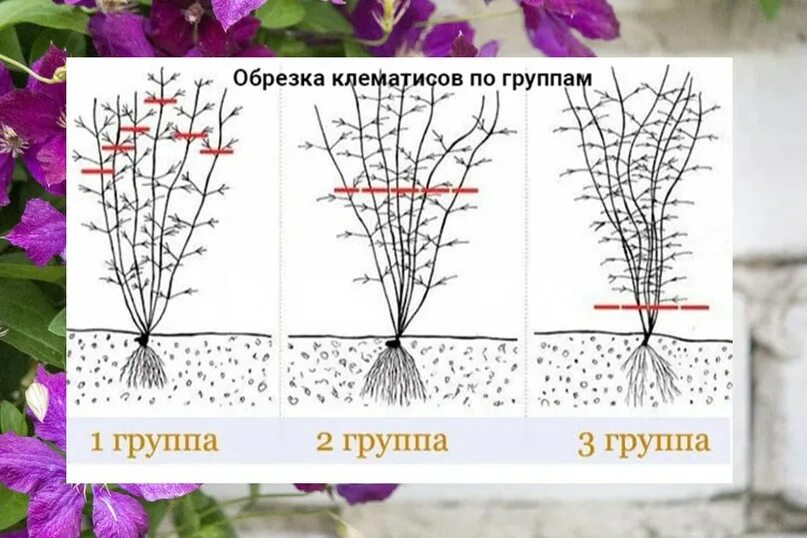 Клематис обрезка фото Клематис Тайга: описание и характеристики, группа обрезки, посадка и уход