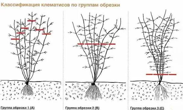 Клематис обрезка фото Как и когда обрезать многолетники на зиму?