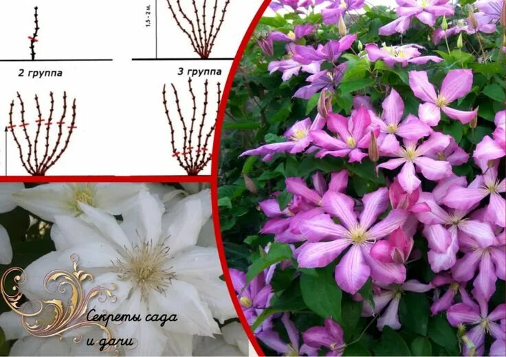 Клематис обрезка фото Сентябрь - пора взяться за клематисы. Час работы в саду стимулирует чудесное цве
