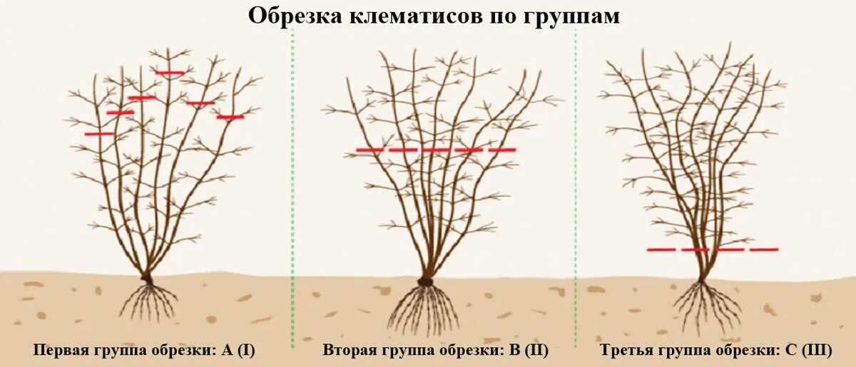 Клематис обрезка фото Почему не цветет клематис? Причины и что нужно делать? Feel Green Дзен