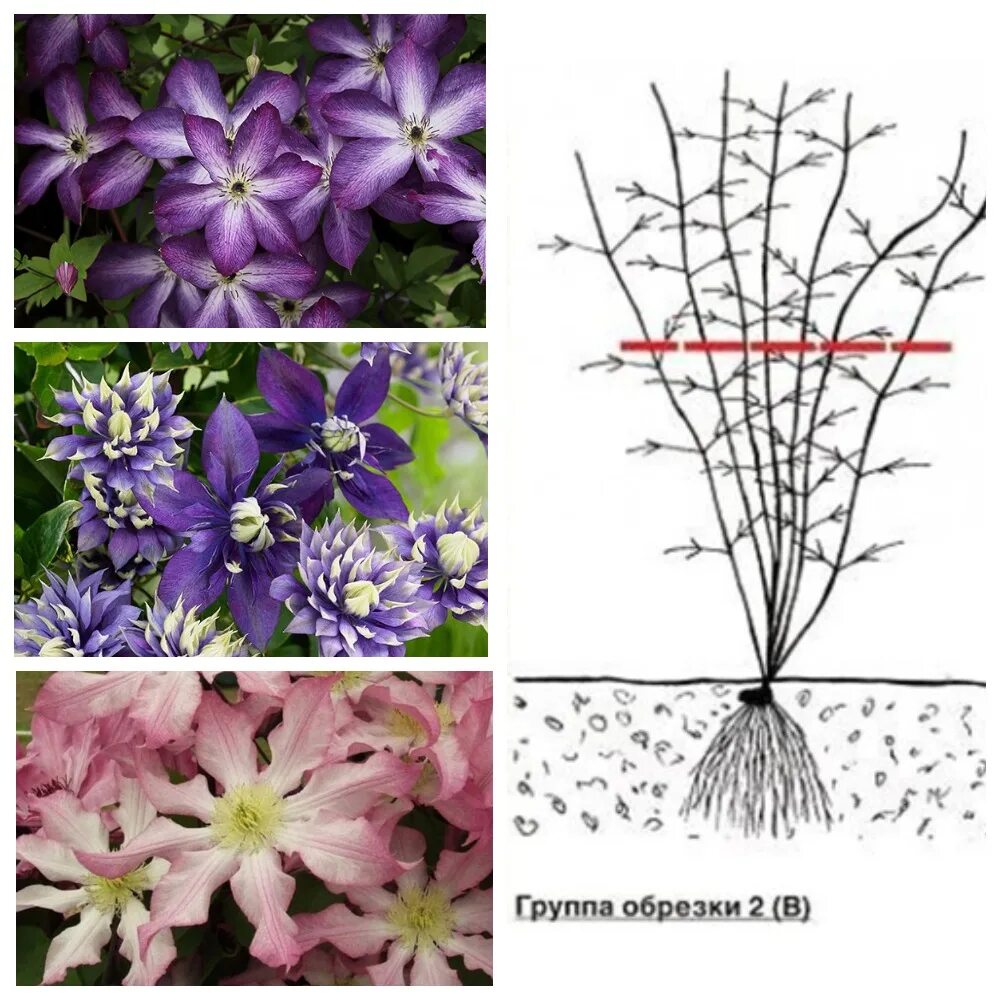 Клематис обрезка фото Клематисы в саду: уход и выращивание. Полезные советы для пышного цветения - Фор