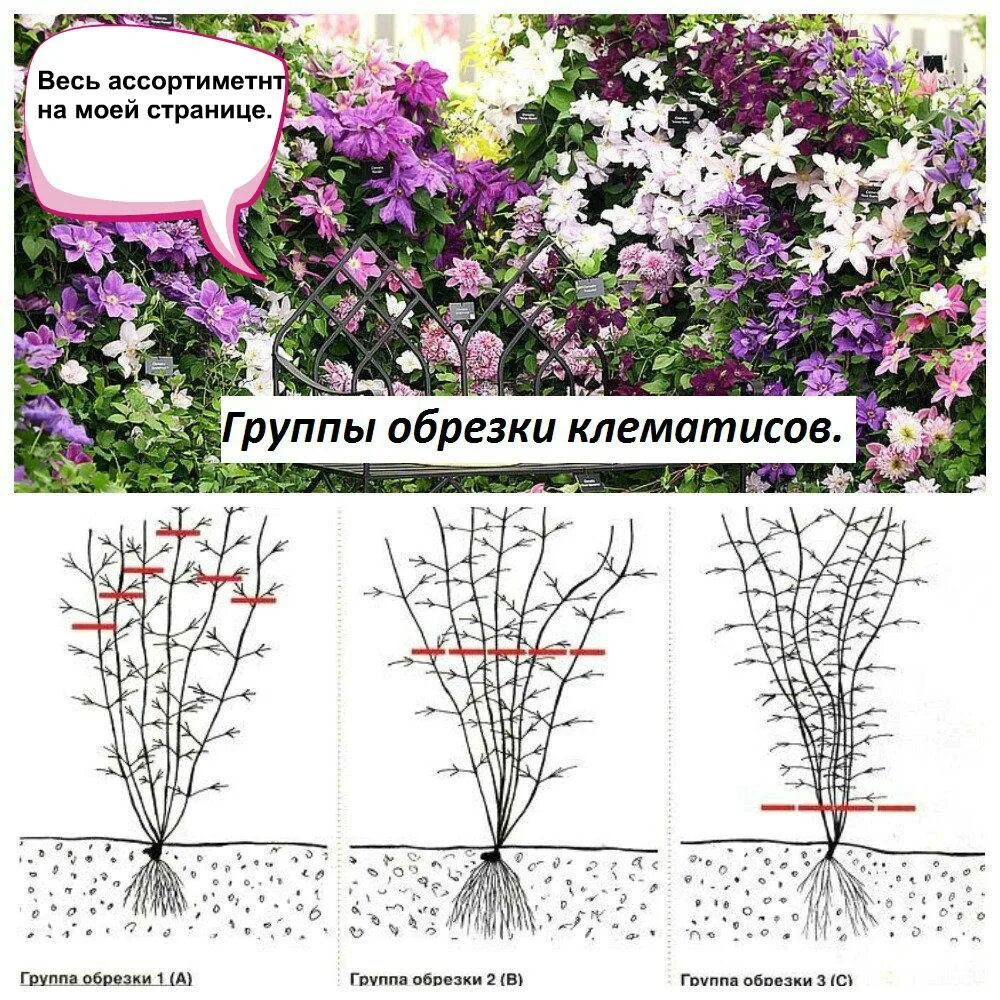 Клематис обрезка фото Клематис уход и посадка, фото, размножение, обрезка весной и на зиму