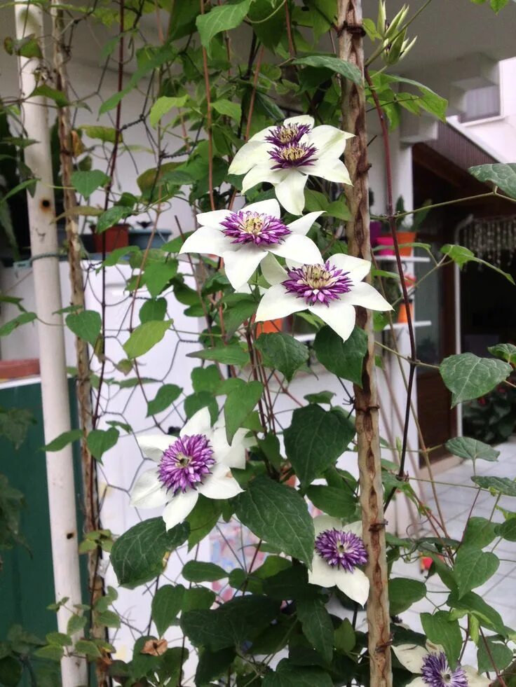 Клематис обрезка фото Pin on Jardinería Clematis, Garden, Plants