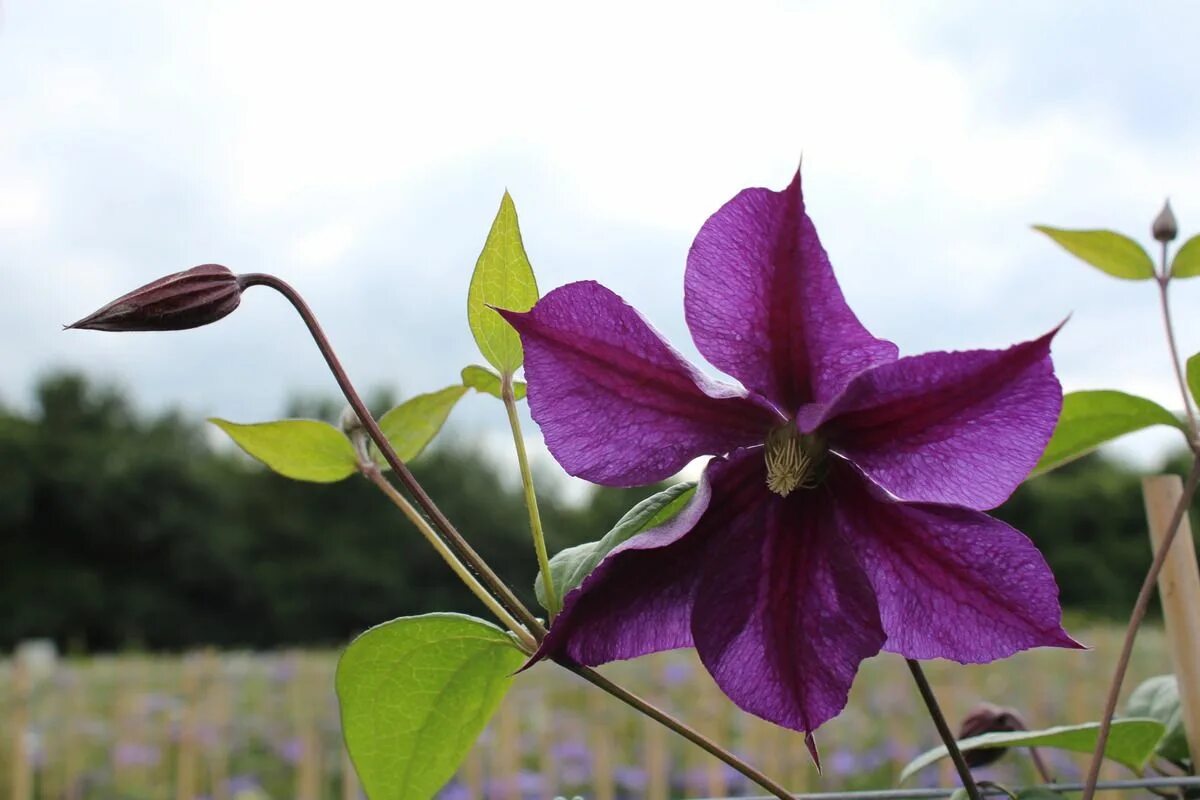 Клематис оф индия фото Clematis 'Star of India'