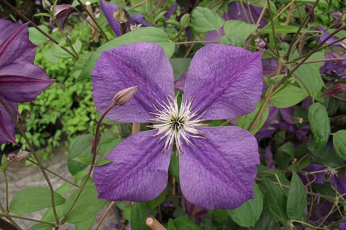 Клематис оф индия фото Clematis patens 'Star of India' - Wikipédia