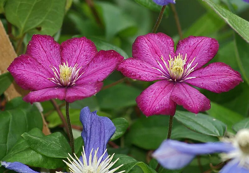 Клематис оранжевый фото род Clematis - Изображение особи - Плантариум