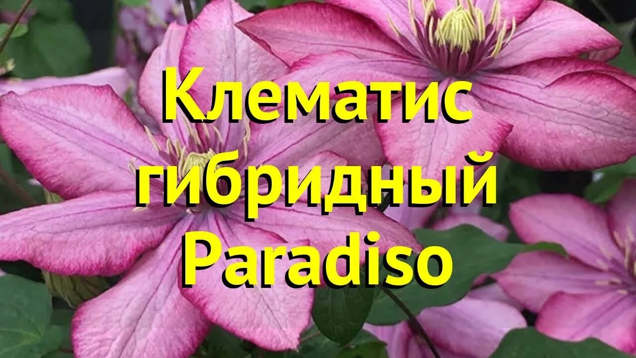 Клематис парадизо фото Клематис гибридный Парадисо. Краткий обзор, описание характеристик clematis Para