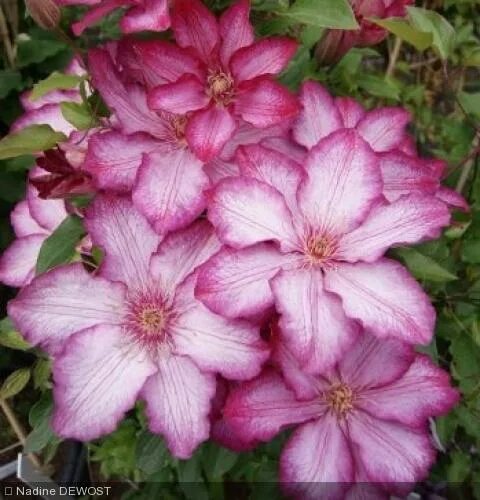 Клематис парадизо фото Clematis 'Liberty ®'Zo 08095' - Ranunculacae - Clematite