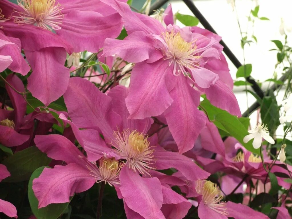 Клематис парадизо фото Clematis Dorothy Tolver Clematis, Beautiful flowers, Flower power