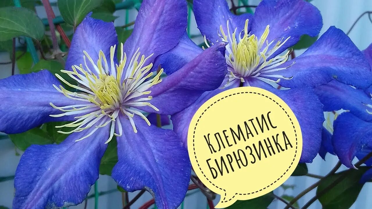 Клематис парадизо фото и описание Клематис Бирюзинка - YouTube