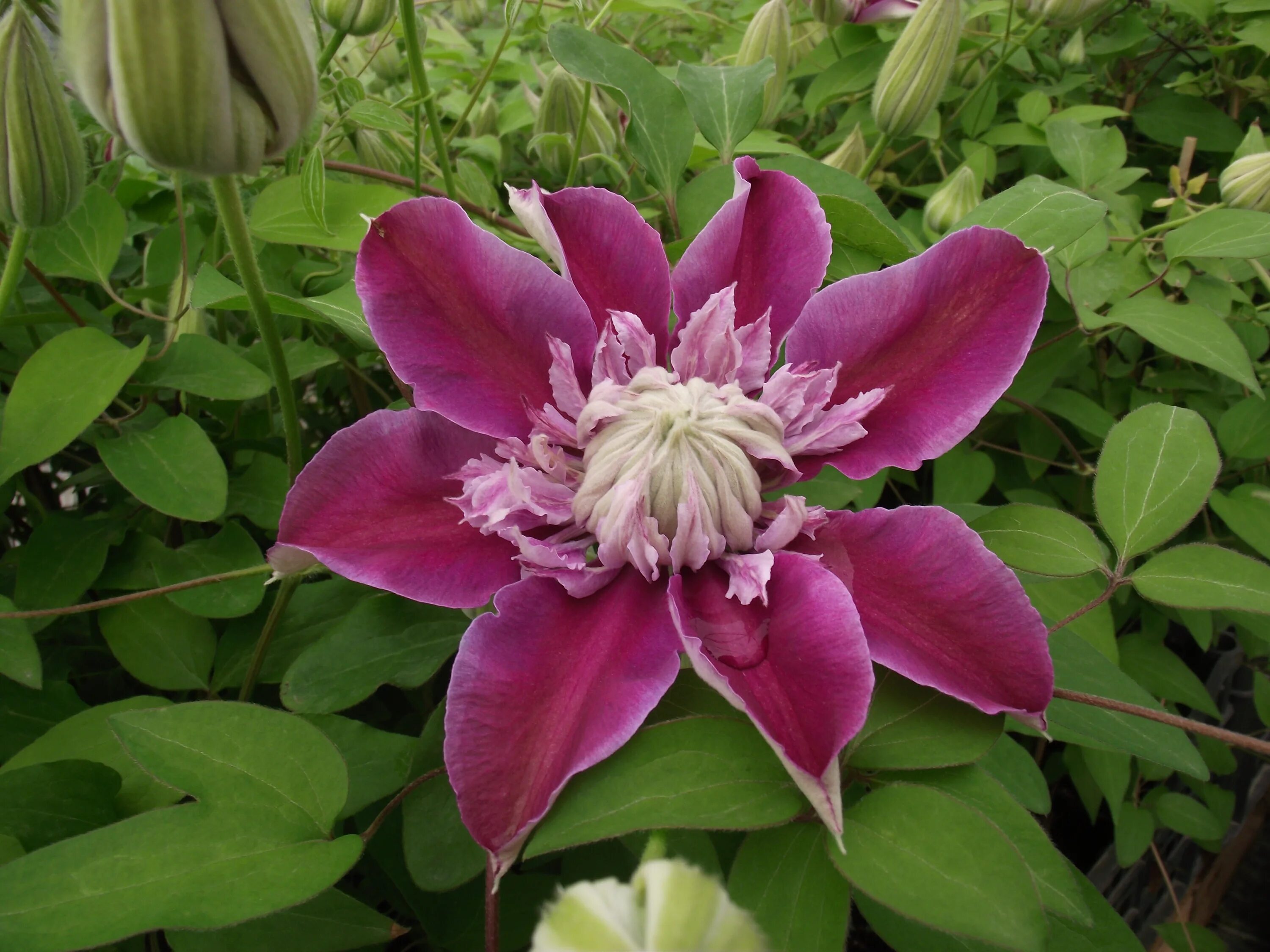 Клематис парадизо фото и описание File:Clematis patens josephine evijohill.JPG - Wikimedia Commons