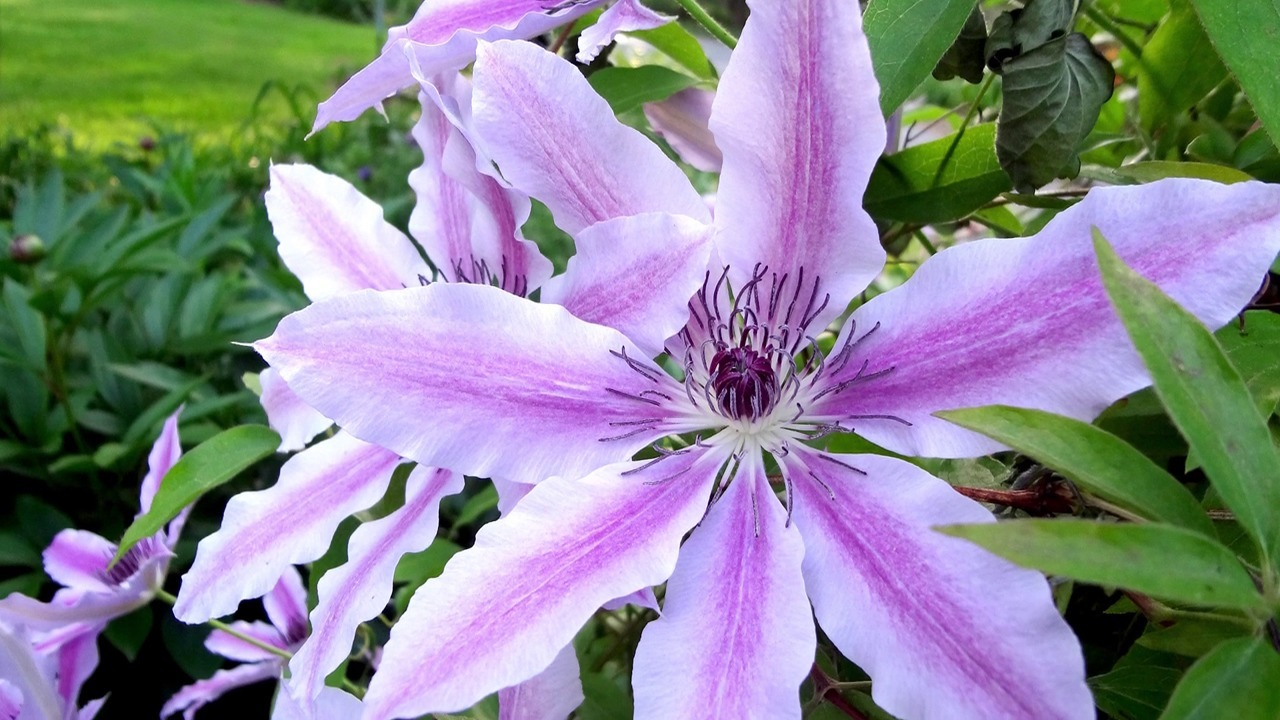 Клематис парадизо фото и описание Clematis, The Queen of Vines Clematis vine, Clematis, American meadows