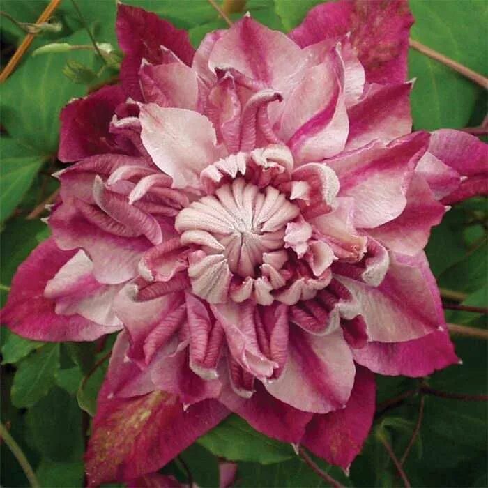 Клематис патрисия фретвелл фото Jung Seed Clematis vine, Clematis plants, Clematis