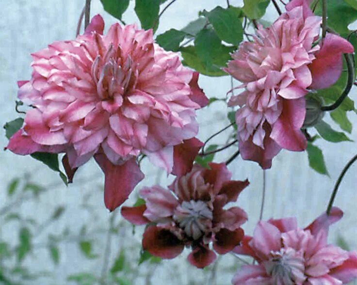 Клематис патрисия фретвелл фото Patricia Ann Fretwell ™ - Queen of the Vines - Clematis hybrid Clematis varietie