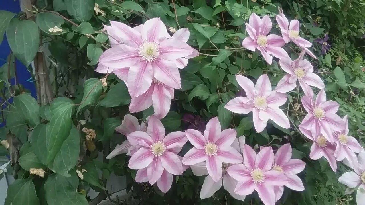Клематис патрисия фретвелл фото Clematis Patricia ann fretwell - YouTube
