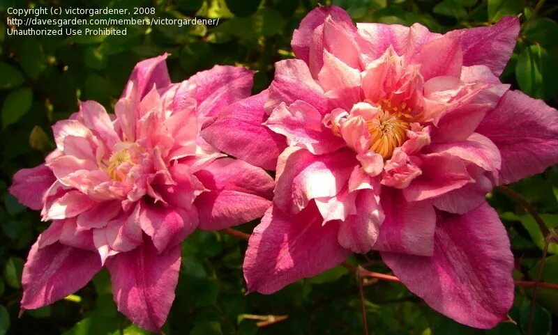 Клематис патрисия фретвелл фото Patricia Ann Fretwell Clematis Plants ... of Early Large-flowered Clematis 'Patr