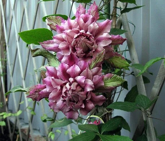Клематис патрисия фретвелл фото Patricia Ann Fretwell' Clematis, Shade garden, Garden