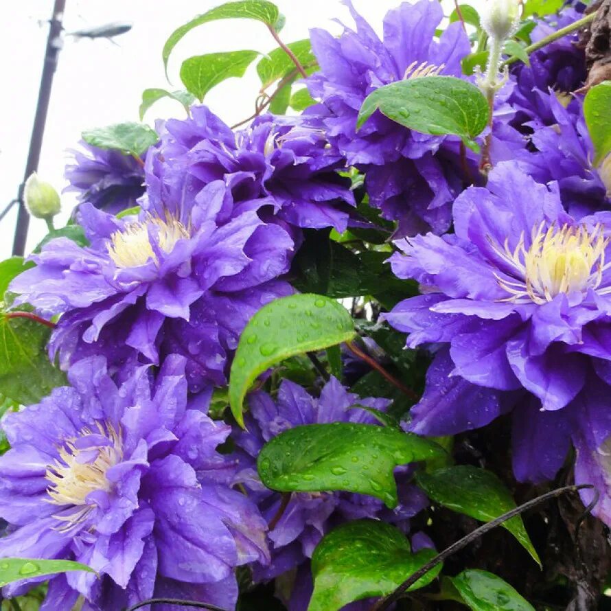 Клематис павел фото и описание сорта Купить Клематис Beauty of Worcester - Клематис - GardenPlants