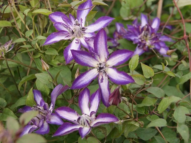 Клематис павел фото и описание сорта Clematis plants, Clematis flower, Clematis