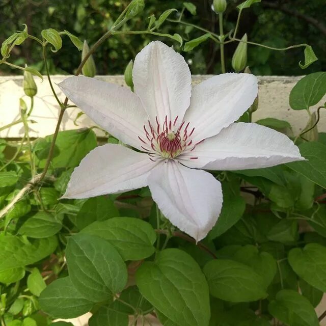 Клематис павел фото и описание сорта Instagram photo by Нина Петруша * Jul 7, 2016 at 4:44am UTC Instagram posts, Ins