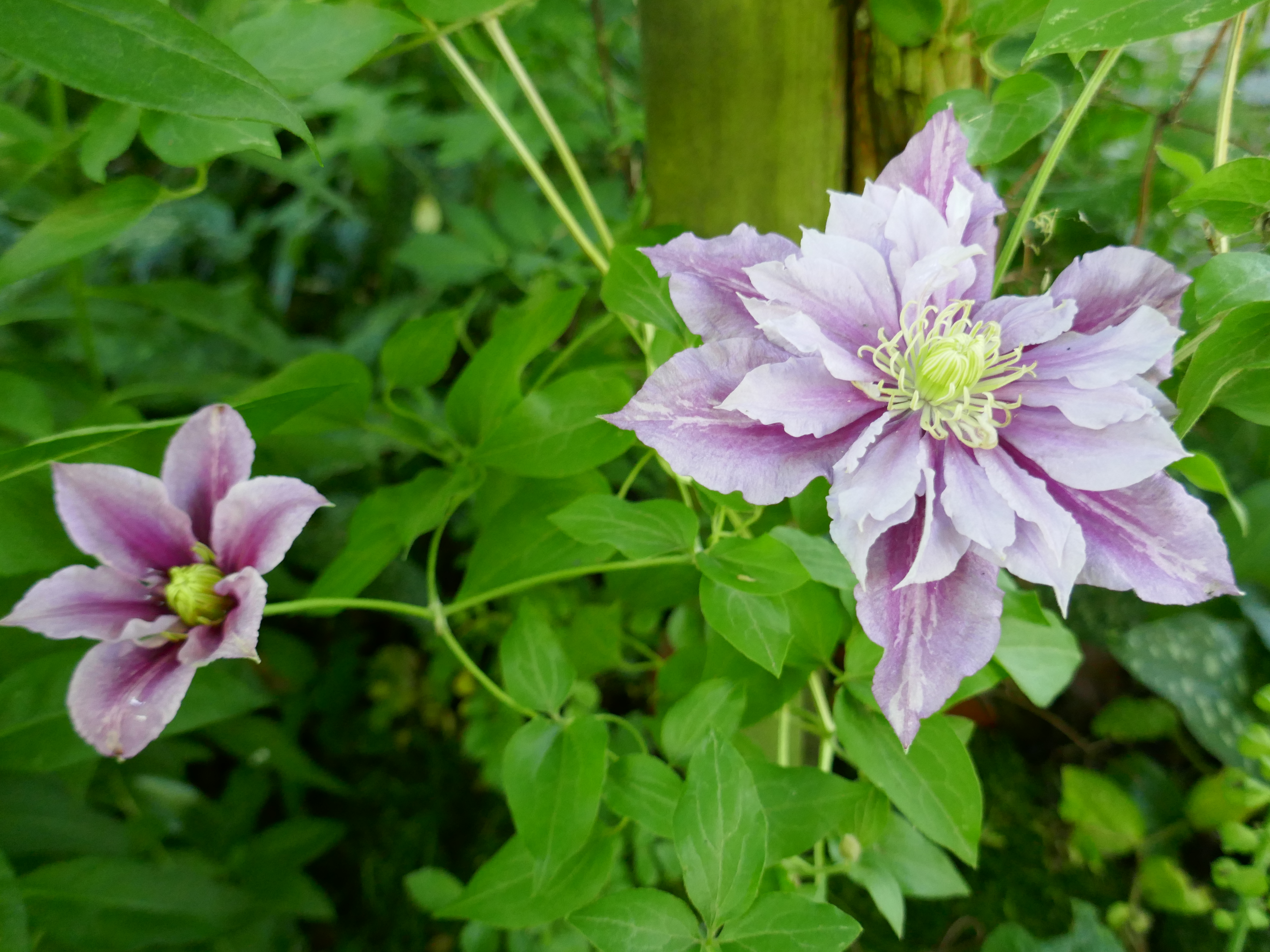 Клематис piilu фото File:Clematis 'Piilu' (single and double flower).jpg - Wikimedia Commons
