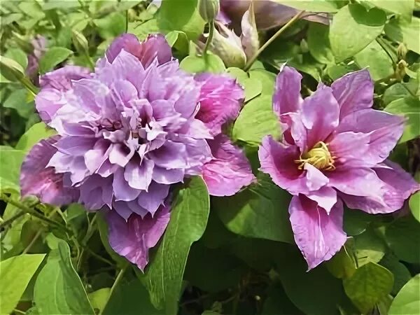 Клематис пиилу фото и описание сорта отзывы Pin by Courtney Munson on flowers I have in my garden Flowers, Plants, Garden