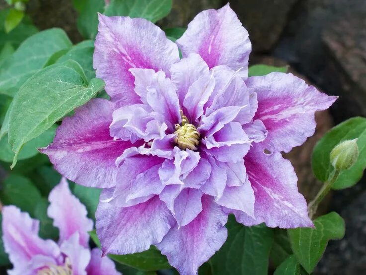 Клематис пиилу фото и описание сорта отзывы Clematis Piilu