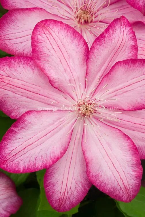 Клематис пикоти фото и описание Beautiful Clematis Liberty Plant