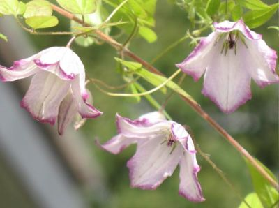 Клематис пикоти фото и описание viticella clematis - RICHARD'S PICOTEE - Hawthornes Catalogue Clematis, Clematis