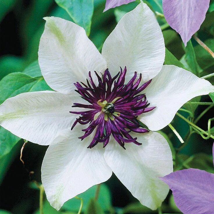 Клематис пикоти фото и описание сорта Longfield Gardens 1 Year Florida Sieboldii Clematis Bulb 20000452 - The Home Dep