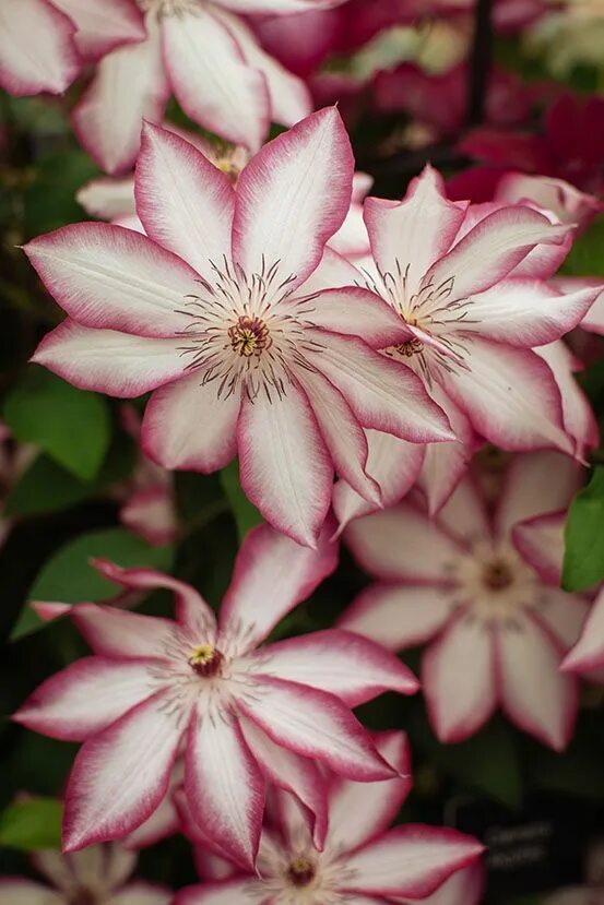 Клематис пикоти фото и описание сорта new clematis Clematis varieties, Clematis, Unusual flowers