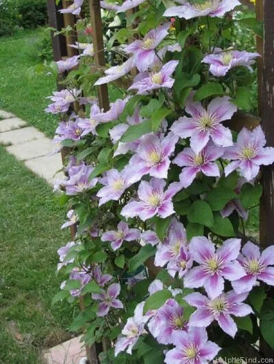 Клематис пилу фото Piilu' Clematis Photo Clematis, Plants, Photo