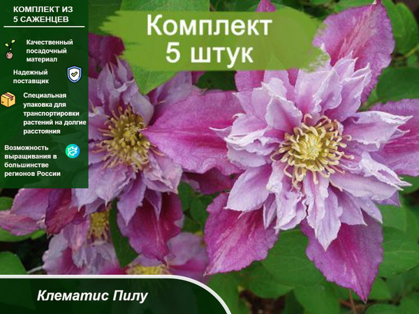 Клематис пилу фото Саженец,5шт - купить с доставкой по выгодным ценам в интернет-магазине OZON (126