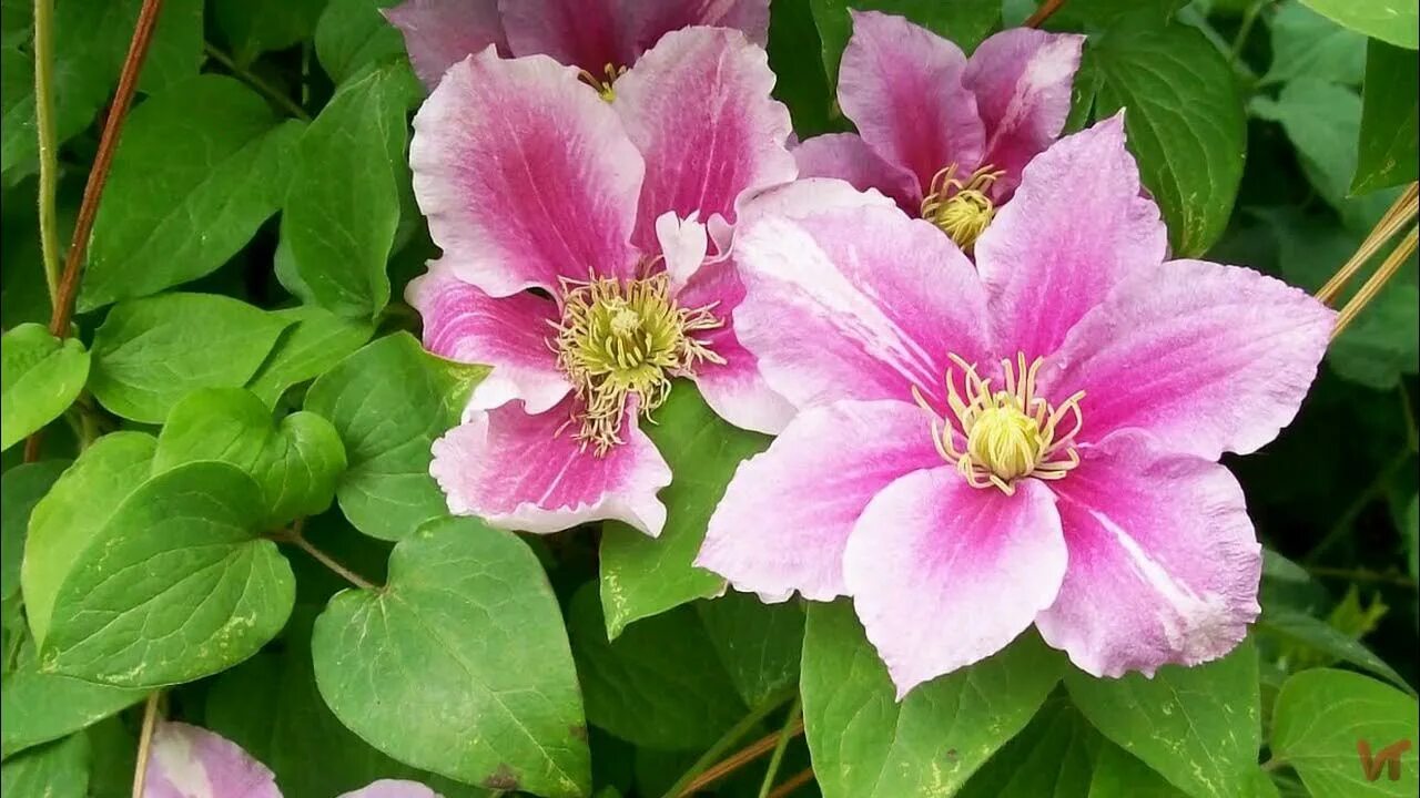 Клематис пилу фото Клематис "Пиилу" (Clematis Piilu) - YouTube