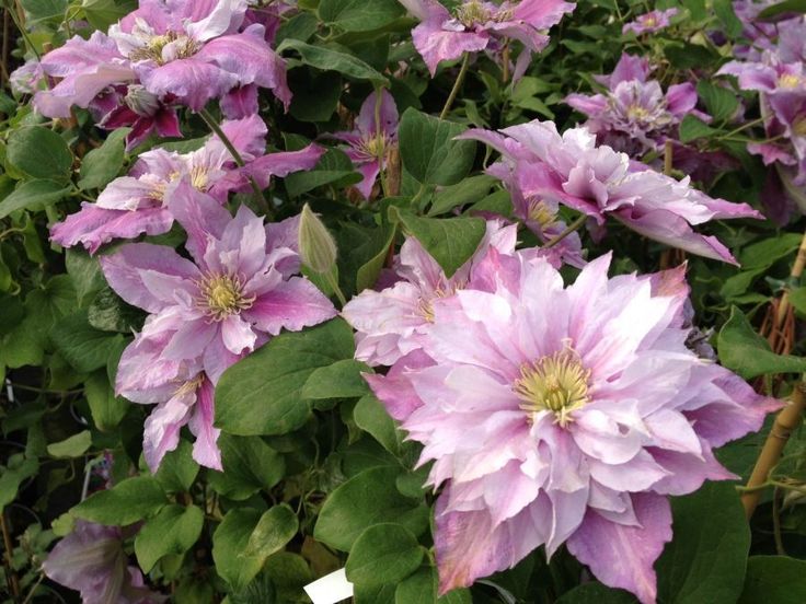 Клематис пилу фото Clematis 'Piilu' Clematis, Flowers, Large flowers