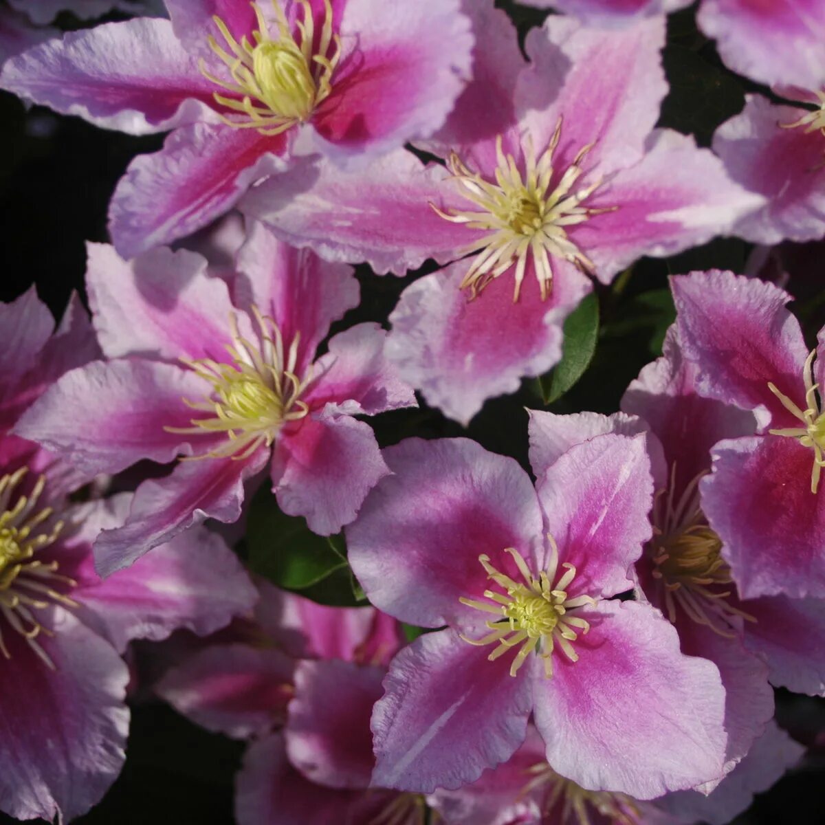 Клематис пилу фото Clematis 'Piilu' Clematis 'Piilu' online kaufen