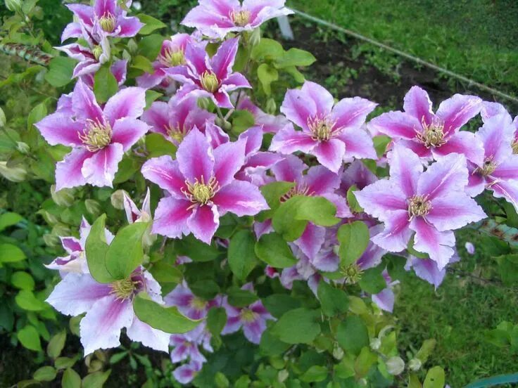 Клематис пилу фото Clematis 'Piilu' Clematis, Flower petals, Gallery