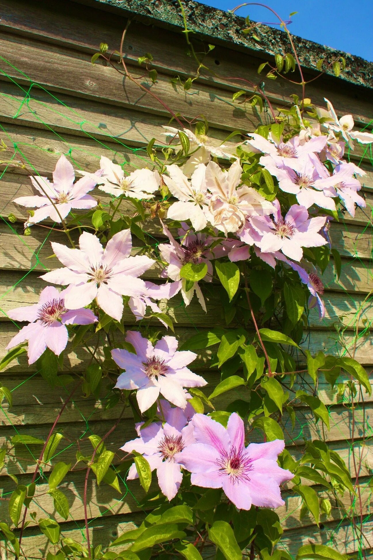 Клематис пинк бьюти фото Pin on garden Beautiful flowers, Clematis, Dream garden