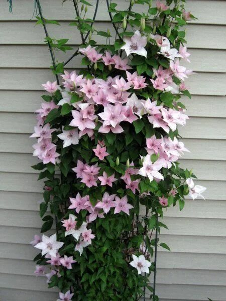 Клематис пинк фэнтези фото и описание Clematis Pink Fantasy zone 4 Clematis plants, Clematis vine, Clematis