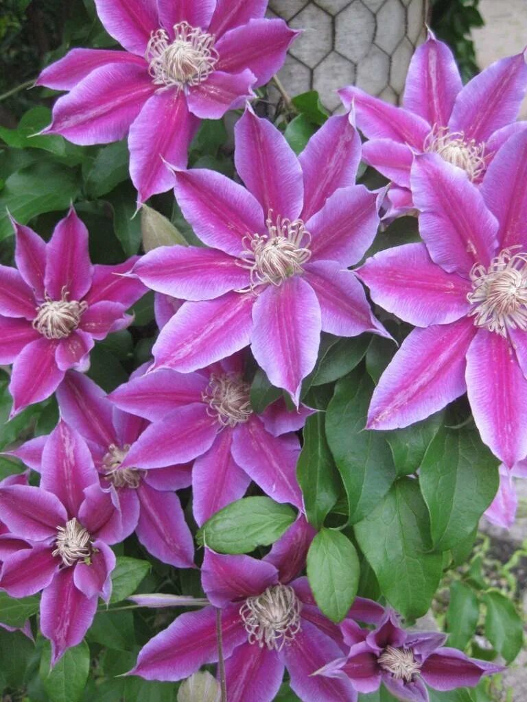 Клематис пинк фото Купить Клематис Пинк Бьюти ( Clematis 'Pink Beauty') 3 гр в Белгороде. Sortoman 