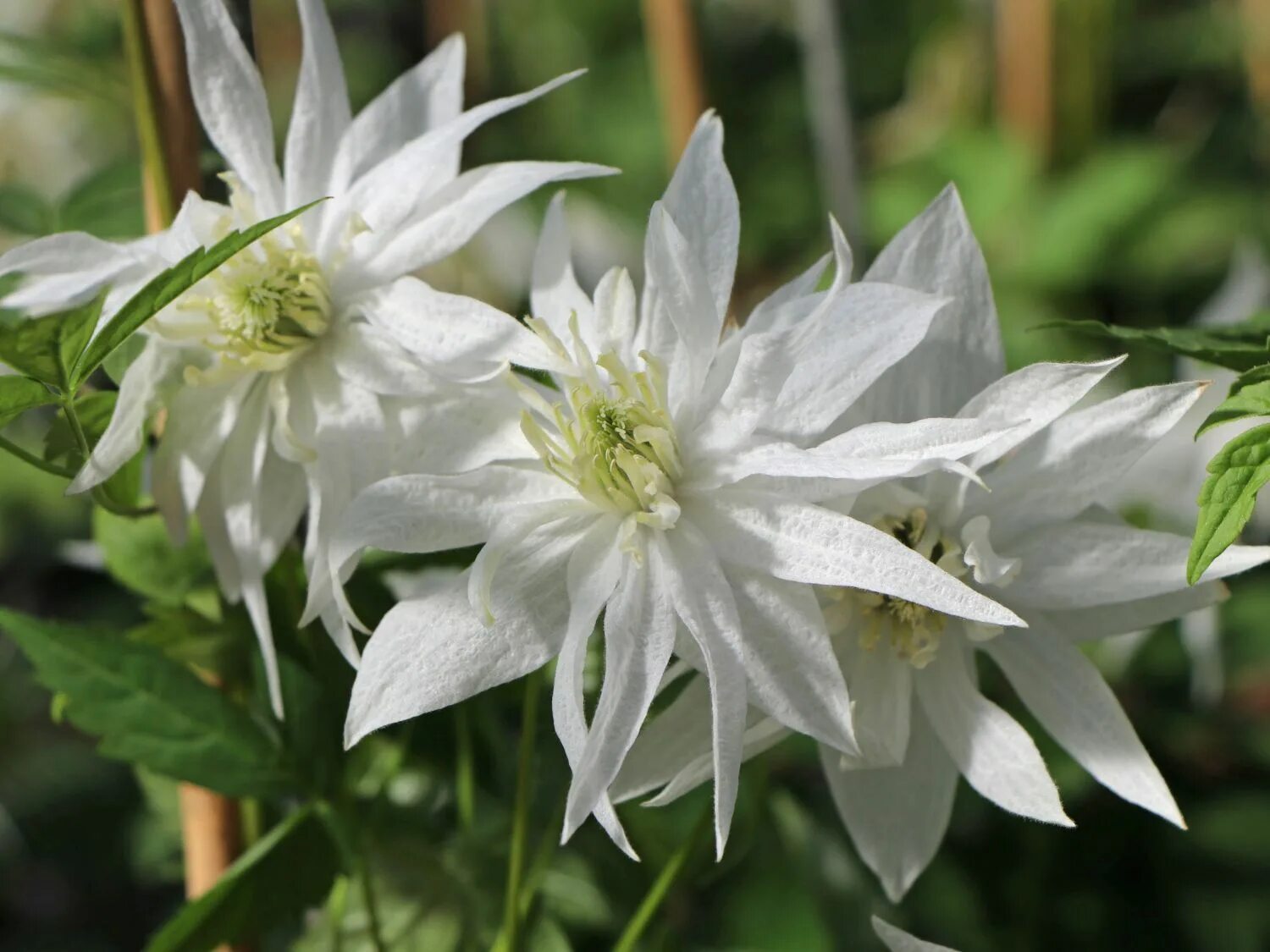 Клематис плена фото Клематис альпийский Альбина Плена (Clematis alpina Albina Plena) 2 л контейнер, 