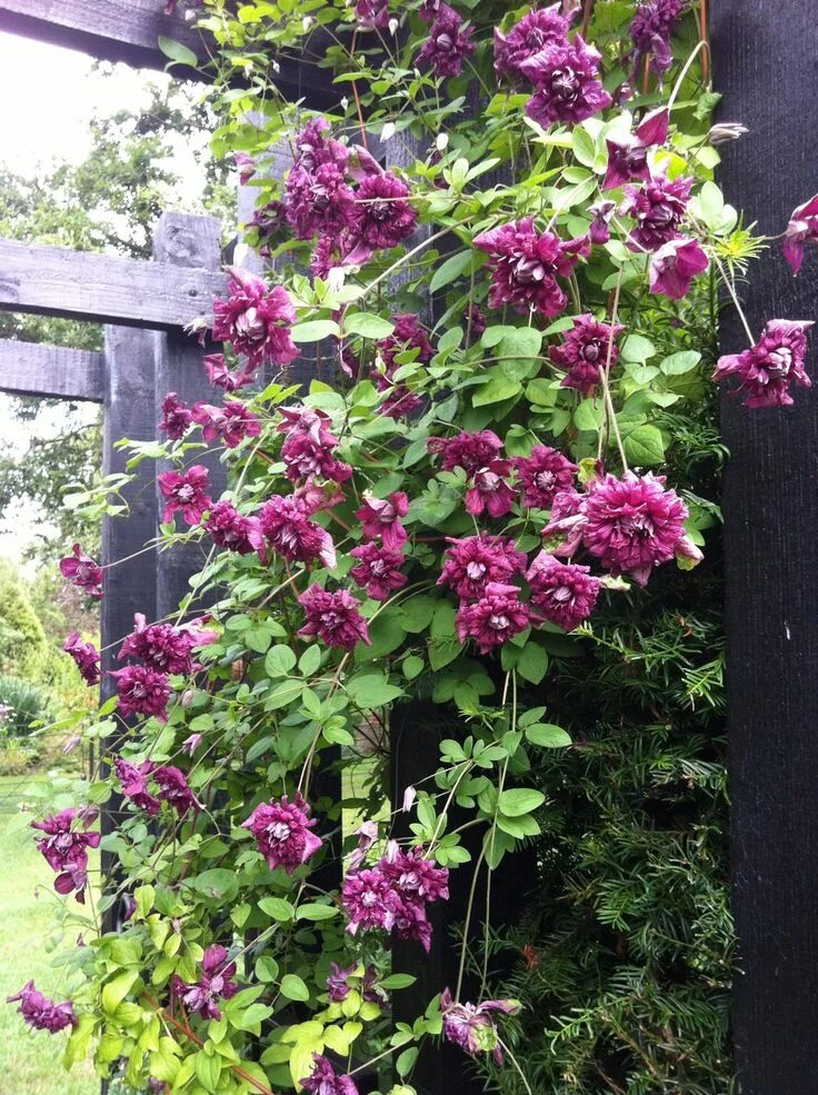 Клематис плена фото Clematis viticella 'Purpurea Plena Elegans' 4-5m Clematis, Clematis vine, Lavend