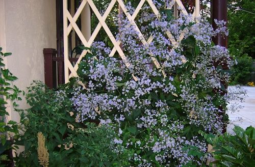 Клематис прекокс фото и описание Clematis 'Mrs. Robert Brydon'© Richard and Mahala Huff; Inquirer rec. (non-vinin