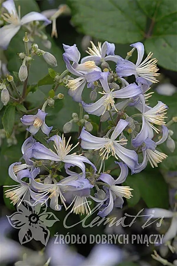 Клематис прекокс фото и описание Энциклопедия - Clematis - Źródło Dobrych Pnączy