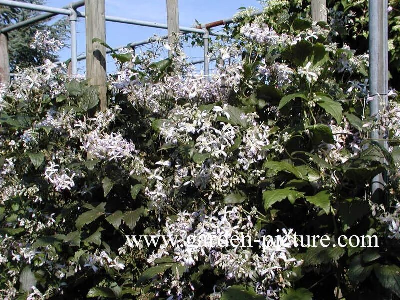 Клематис прекокс фото и описание Clematis jouiniana 'Praecox'