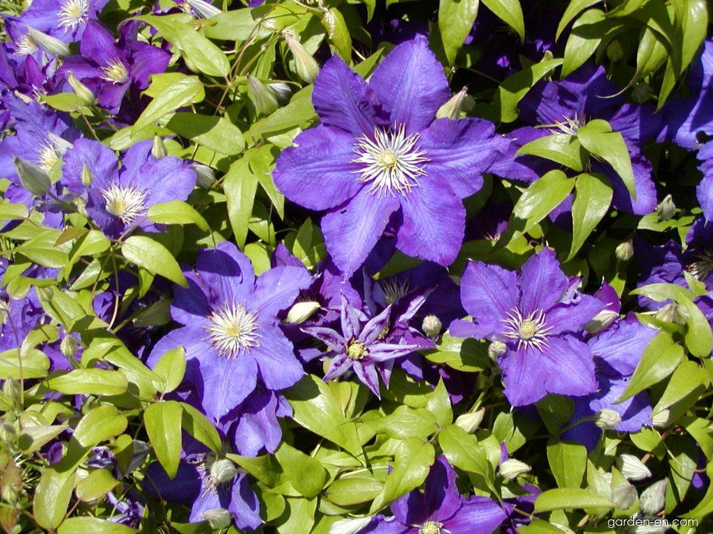 Клематис президент фото Clematis - Clematis patens The President Garden-en.com