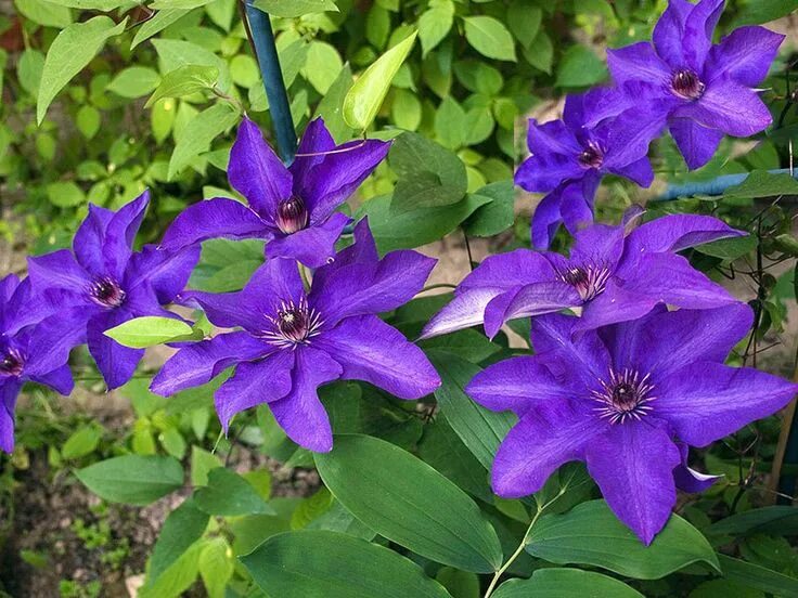 Клематис президент описание фото отзывы Клематисы Plants, Views album, Garden
